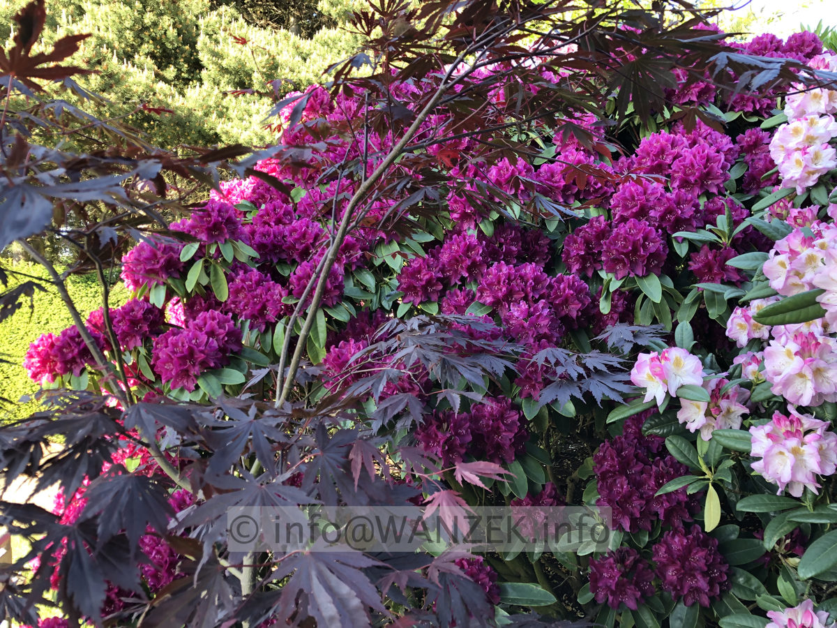 Rhododendron Old Port 02.JPG